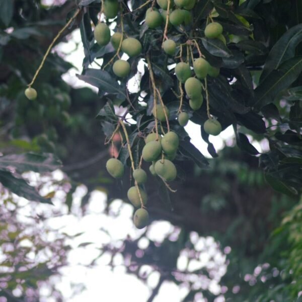 Langra mango