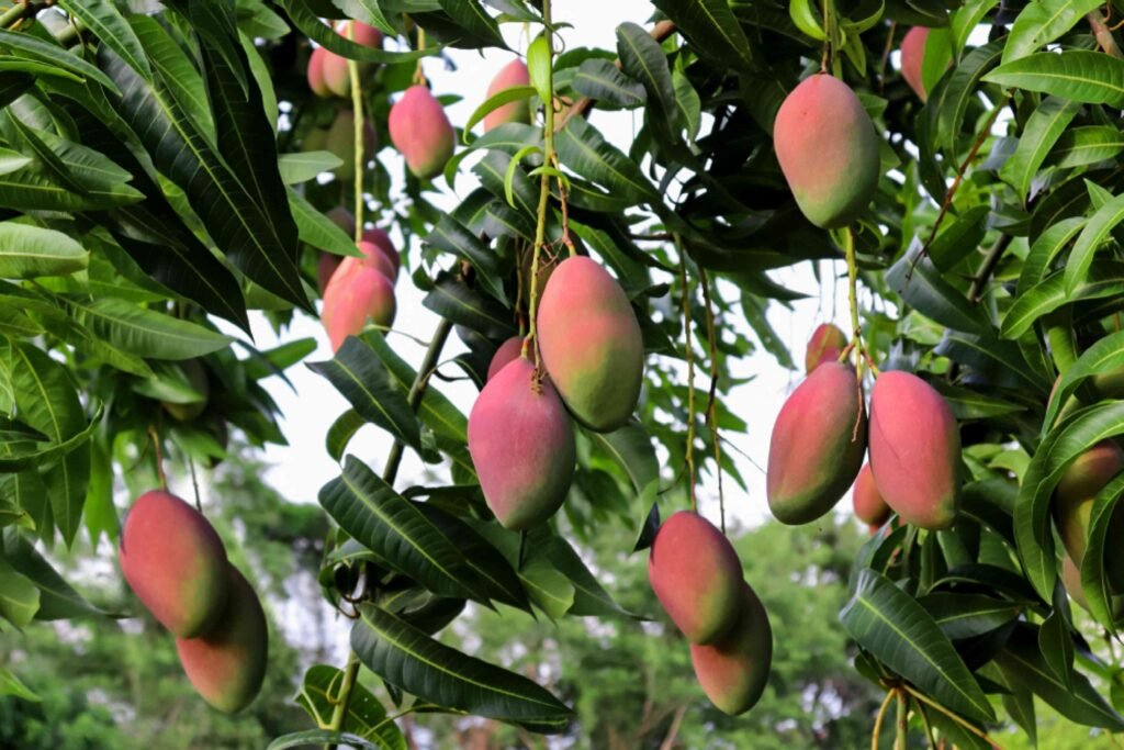 Mango farm