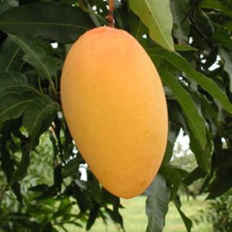 Amin's mango farm